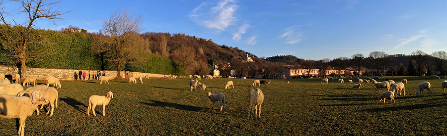 Pecore al pascolo nei prati tra Fontana e Madonna del Bosco